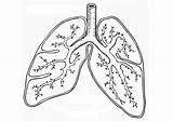 System Respiratory Drawing Getdrawings Coloring sketch template