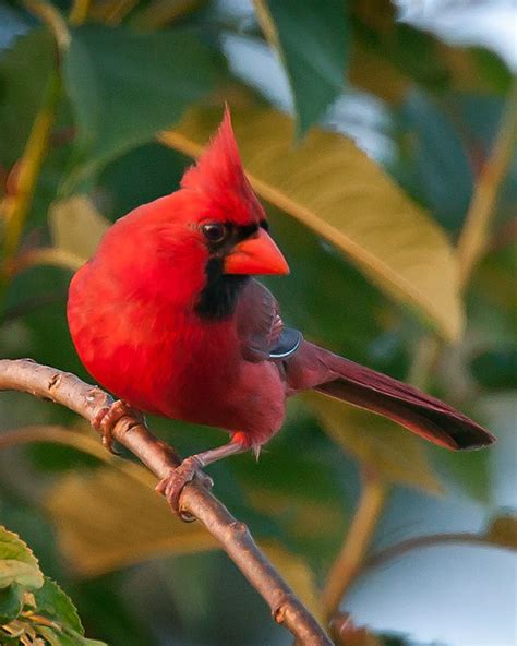 images  cardinal birds  pinterest inspirational thoughts northern cardinal