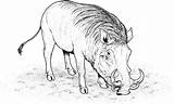 Warthog Coloring Pages Clipart Caracal Animals Wild Drawings Colouring Animal Realistic Wildlife Cliparts Library Line sketch template
