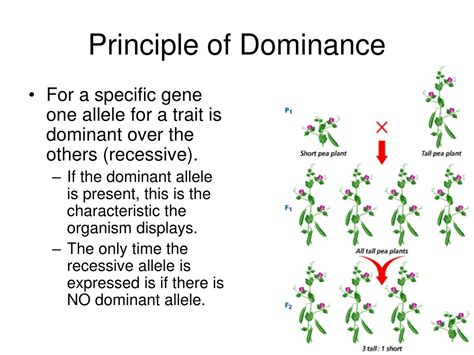 Ppt Genetics And Mendel Powerpoint Presentation Free Download Id