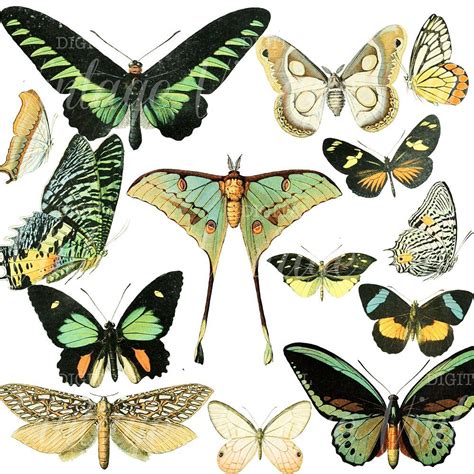vintage butterflies set  stunningdigitaldesignsimages vintage
