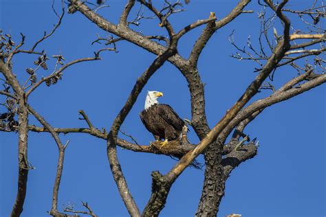 Bald Eagles In Texas Remain An Amazing Sight