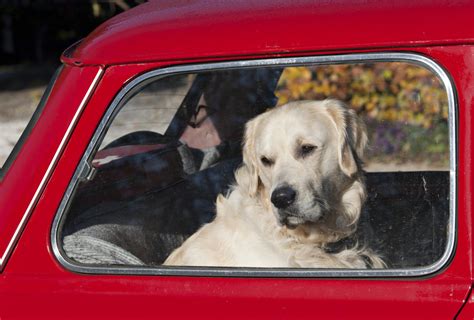 north carolina house passes bill  rescue dogs left  hot cars huffpost