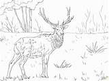 Coloring Pages Elk Printable Mountain Rocky Caribou Adults Deer Kids Color Clipart Getcolorings Colorings Moose Print Sheet Animal Getdrawings Library sketch template