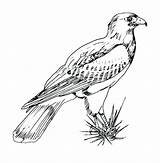 Falcon Peregrine Coloring Drawing Getcolorings Printable Col Getdrawings sketch template
