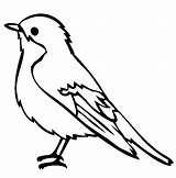 Robin Coloring Pages Kids Bird Outline Birds Drawings Printable Drawing Template Robins Animal Clipart Bestcoloringpagesforkids sketch template