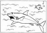 Coloring Sharks Shark Hiu Ikan sketch template