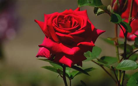 fresh red roses silentforce photo  fanpop