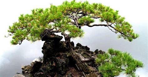 mpv landskap  nurseri pokok tanaman  sesuai dijadikan bonsai
