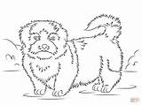 Tzu Shih Coloring Pages Drawing Printable Dogs Styles sketch template