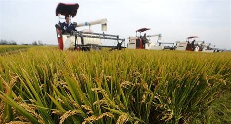 Scientists Worried As Us Gives Green Light To Genetically Modified Rice