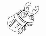 Escarabajo Pelotero Scarabeo Bosta Dung Beetle Colorare Stercorario Rola Bousier Piloter Escarabat Coloring Dibuix Acolore Dibuixos Coloritou Coloringcrew sketch template