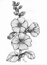 Hollyhock Botanical Illustration sketch template