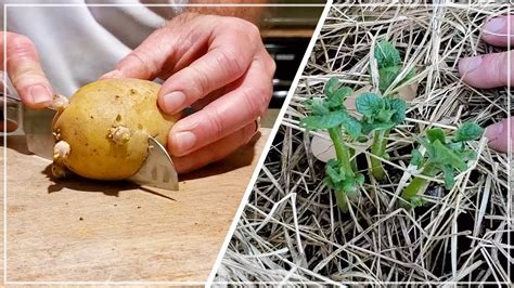 grow potatoes  store bought save money grow food youtube