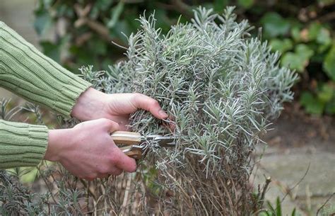 lavendel snoeien hoe en wanneer snoei je deze plant tuintips gardening  dummies gardening