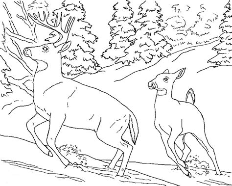 animal coloring pages  print realistic deer animal coloring pages