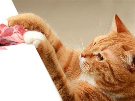 die besten 25 katzenfutter selber machen ideen auf pinterest katzenfutter katzen futter und