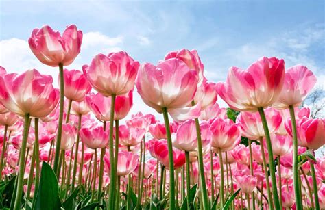 beautiful hd pink tulips wallpaper wallpaperscom