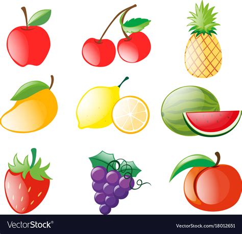 types  fruits royalty  vector image