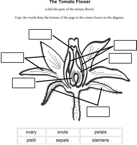 image result  parts   flower worksheet parts   flower diagram   flower parts