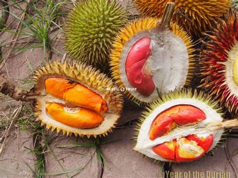 durian geschmack gesundheitsvorteile und wie man sie isst jurassic