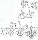Preschool Stages Germination Seedlings Cycles Sketchite Mcenareebi Coloringhome Pflanzen Biologie sketch template