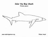Shark Coloring Blue Pdf Exploringnature sketch template