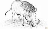 Warthog Caracal Pig Wildlife Thunderbolt African Supercoloring sketch template