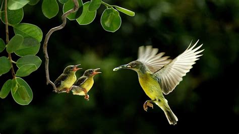 green bird  wings open hovering  blur green background feeding baby birds hd birds