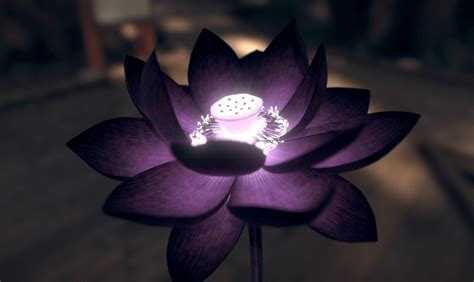 black lotus flower  lotus flower flowers lotus