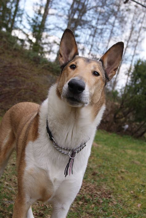 smooth collie dogs stuff pinterest smooth collie collie  smooth