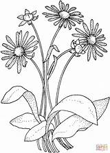 Daisy Coloring Pages Printable Flower Flowers Asteraceae Color Adult Supercoloring Print Natural Clip Drawing Popular Super sketch template