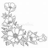 Corner Flower Anemone Windflower Bud Bordar Tattoos Zeichnung Umrisszeichnungen Esquina Manteles Negro Ramo 123rf Tela Floreali sketch template