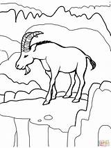Coloring Ibex Goat Wild Pages Drawing Goats sketch template