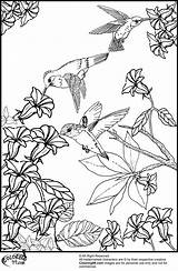Coloring Pages Flowers Hummingbird Printable Birds Bird Flower Hummingbirds Color Humming Colouring Adult Adults Sheets Book Animal Print Really Colors sketch template