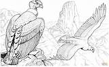 Condor Colorear Andino Andean Condors Cóndor Supercoloring Ausmalbild Aves Indigenas Kategorien sketch template