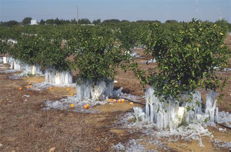 freeze probability  protection efforts citrus industry magazine