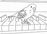 Periquito Parakeet Tocando Parakeets Tudodesenhos sketch template