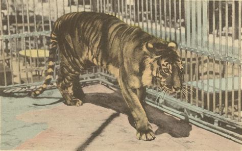 javan tiger extinct animals