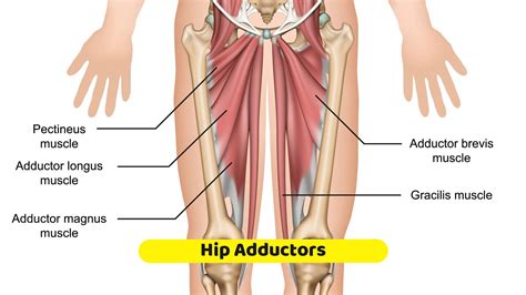 Hip Adductors In 2021 Hips Adductor Brevis Adductor Longus