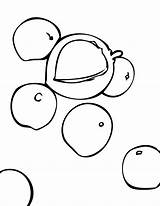 Nut Coloring Macadamia Happy Designlooter National 1275 04kb Sheets Search Google Clipart Pages sketch template