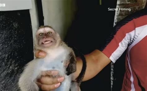 monkeys killed  blenders  sadistic torture ring  films abuse