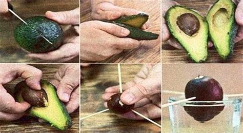 How To Grow An Avocado Tree For Endless Organic Avocados True Activist