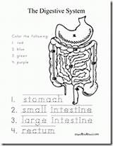 Coloring Digestive System Human Anatomy Pages Kids Science Worksheet Worksheets Body Printable Stomach Spell Week Grade Activities Systems Elementary Printables sketch template