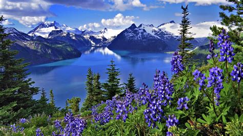 magnifique paysage suisse fleur violette montagne neige lac