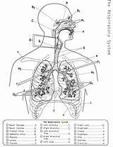 Respiratory System Coloring Anatomy Pages Printable Resources Diagram Endocrine Human Biology Physiology Corner Worksheet Quotes Pdf School Body Worksheets Science sketch template