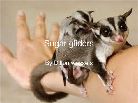 sugar gliders powerpoint    id