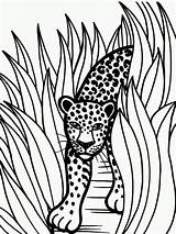 Jaguar Coloring Pages Rainforest Animal Color Grass Jaguars Printable Animals Drawing Drawings Jacksonville Tall Car Crafts Baby Head Print Kids sketch template