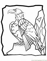 Harpy Eagle Coloringhome sketch template