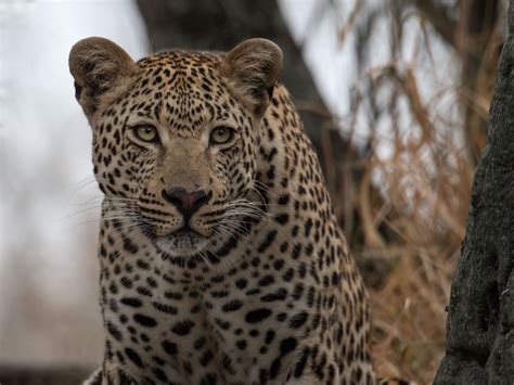 leoparden  suedafrika  foto bild natur katze tree bilder auf